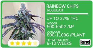 The Incredible Chiquita Banana Strain A Comprehensive Guide