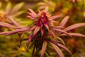 The Incredible Chiquita Banana Strain A Comprehensive Guide