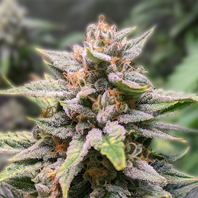 The Incredible Chiquita Banana Strain A Comprehensive Guide